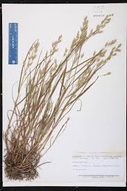 Attēlu rezultāti vaicājumam “Bromus secalinus”