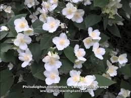 Attēlu rezultāti vaicājumam “Philadelphus coronarius”