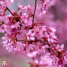 Attēlu rezultāti vaicājumam “Betula nana flower”