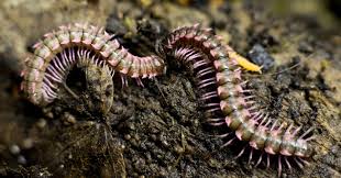 Attēlu rezultāti vaicājumam “Petractis sp.”