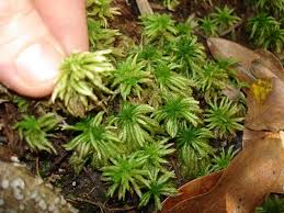 Attēlu rezultāti vaicājumam “Sphagnum”