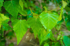 Attēlu rezultāti vaicājumam “Betula humilis leaf”