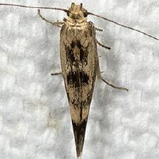Attēlu rezultāti vaicājumam “Scythris limbella”