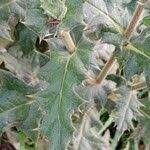 Attēlu rezultāti vaicājumam “Echinops sphaerocephalus leaf”