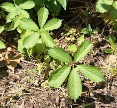 Attēlu rezultāti vaicājumam “Parthenocissus quinquefolia leaf”