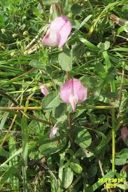 Attēlu rezultāti vaicājumam “Ononis arvensis”