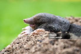 Attēlu rezultāti vaicājumam “Talpa europaea”