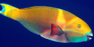 Image result for Chlorurus gibbus