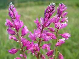 Attēlu rezultāti vaicājumam “Polygala comosa”