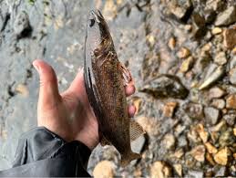 Image result for Sander canadensis