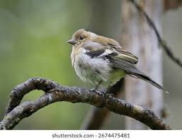 Attēlu rezultāti vaicājumam “Fringilla coelebs juvenile”