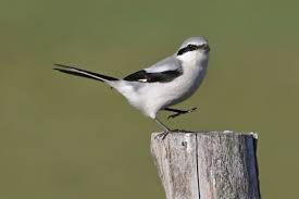 Attēlu rezultāti vaicājumam “Lanius excubitor adult”