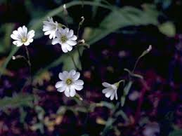 Attēlu rezultāti vaicājumam “Cerastium arvense flower”