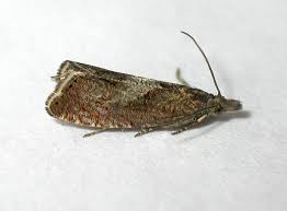 Attēlu rezultāti vaicājumam “Dichrorampha simpliciana”