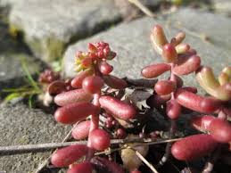 Attēlu rezultāti vaicājumam “Sedum album leaf”