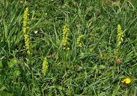 Attēlu rezultāti vaicājumam “Herminium monorchis flower”