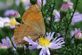 Attēlu rezultāti vaicājumam “Thecla betulae”