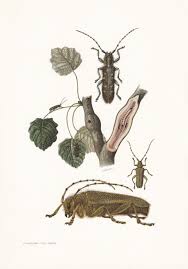 Attēlu rezultāti vaicājumam “Saperda carcharias”