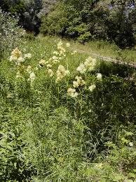 Attēlu rezultāti vaicājumam “Thalictrum lucidum”