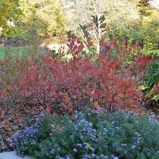Attēlu rezultāti vaicājumam “Aronia melanocarpa bud”