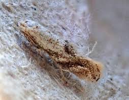 Attēlu rezultāti vaicājumam “Bucculatrix rhamniella”