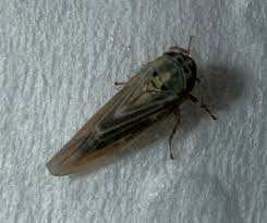 Attēlu rezultāti vaicājumam “Cribraria atrofusca macro”