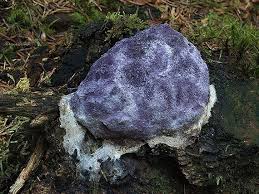 Attēlu rezultāti vaicājumam “Fuligo luteonitens”