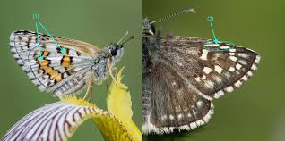 Attēlu rezultāti vaicājumam “Pyrgus serratulae underside”