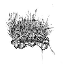 Attēlu rezultāti vaicājumam “Campylopus pyriformis”