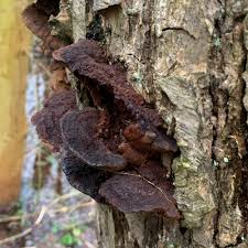 Attēlu rezultāti vaicājumam “Phaeolus schweinitzii”