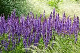 Image result for Salvia nemorosa