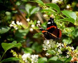 Attēlu rezultāti vaicājumam “Vanessa atalanta underside”