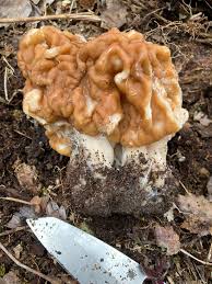 Attēlu rezultāti vaicājumam “Nectria episphaeria”