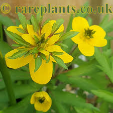 Attēlu rezultāti vaicājumam “Anemone ranunculoides leaf”