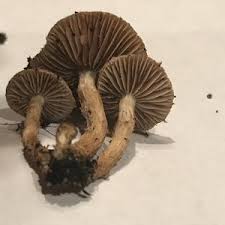 Attēlu rezultāti vaicājumam “Inocybe lanuginosa”