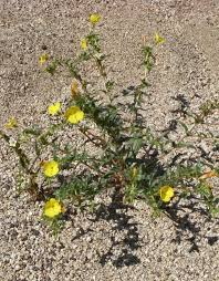 Attēlu rezultāti vaicājumam “Onagraceae”