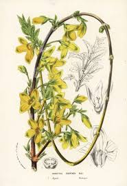 Attēlu rezultāti vaicājumam “Forsythia suspensa flower”