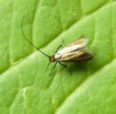 Attēlu rezultāti vaicājumam “Cauchas rufimitrella”