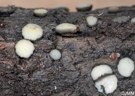 Attēlu rezultāti vaicājumam “Vibrissea decolorans”