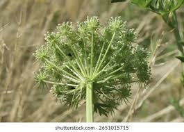 Attēlu rezultāti vaicājumam “Libanotis montana leaf”