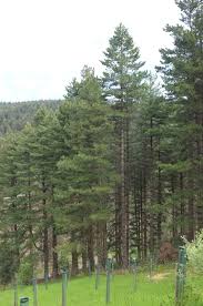 Attēlu rezultāti vaicājumam “Pinus peuce”