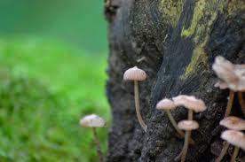 Attēlu rezultāti vaicājumam “Mycena rosella”