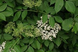 Attēlu rezultāti vaicājumam “Sambucus nigra”