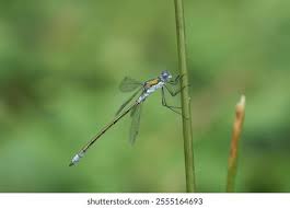 Attēlu rezultāti vaicājumam “Lestes dryas male”