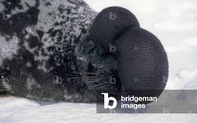 Image result for Cystophora cristata