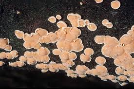 Attēlu rezultāti vaicājumam “Aleurodiscus amorphus”