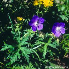 Attēlu rezultāti vaicājumam “Geranium pratense leaf”