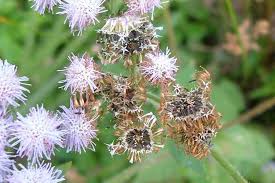 Image result for Ageratum mexicanum