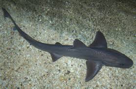 Image result for Mustelus palumbes