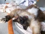 Fat Cat sleeping by Pedro Ivo - via Daymix